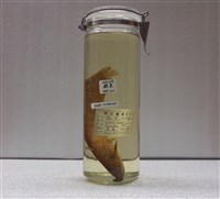 藏品(鯰魚)的圖片